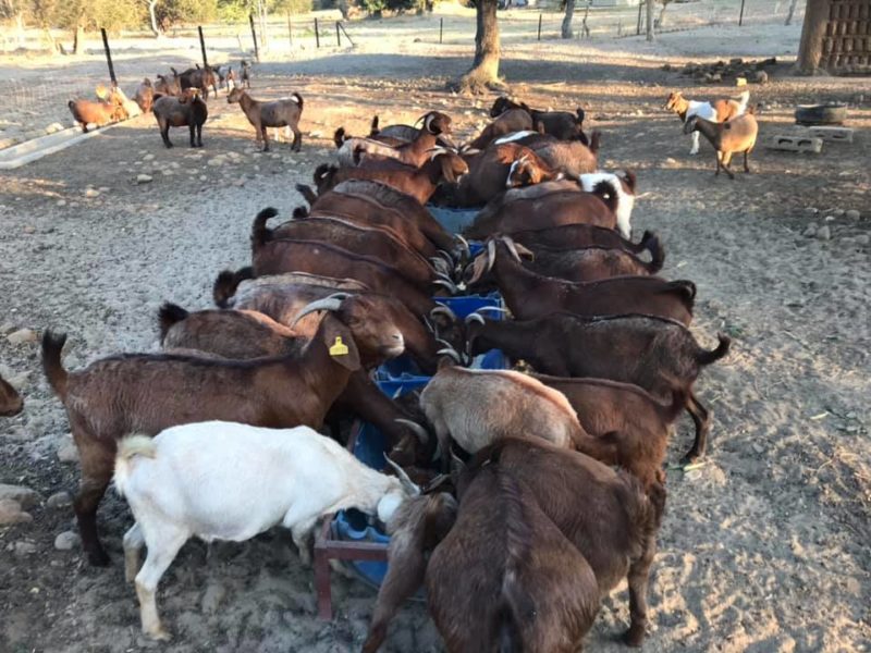 Where to order Boer and Kalahari goats