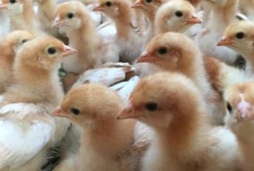 Buy Day old and layer chickens online