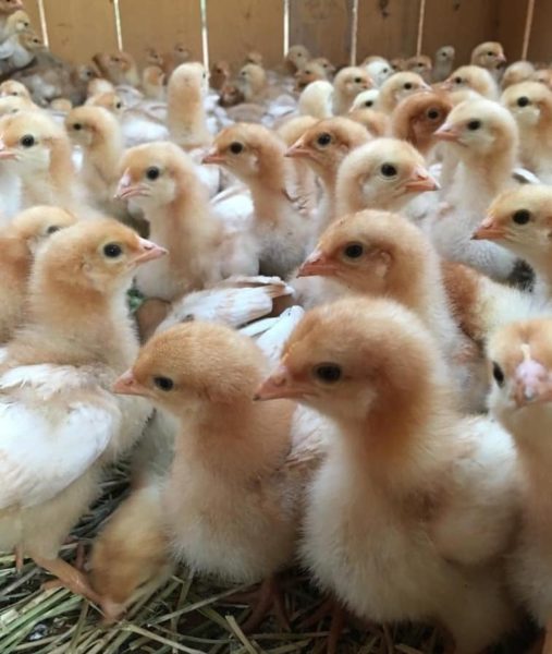 Buy Day old and layer chickens online