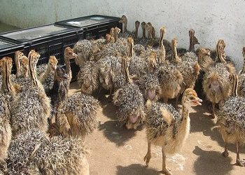 Order Ostrich chicks and eggs online