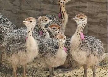 Where to order Ostrich chicks and eggs