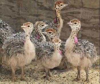 Where to order Ostrich chicks and eggs