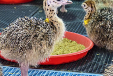 Ostrich chicks and eggs for sale