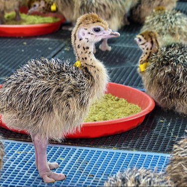 Ostrich chicks and eggs for sale
