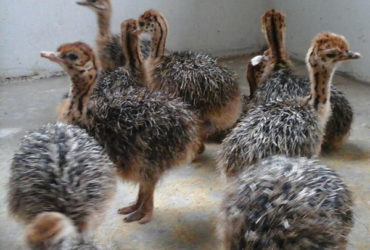 South African Ostrich chicks and eggs suppliers