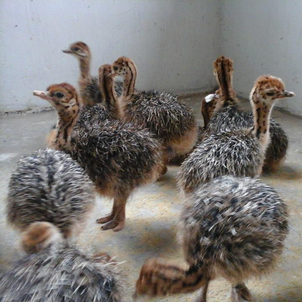 South African Ostrich chicks and eggs suppliers