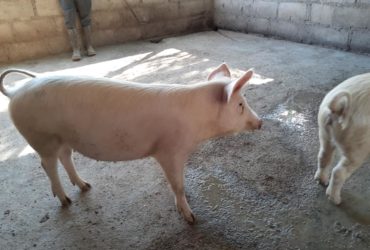 South African Large white pigs and piglets supplier