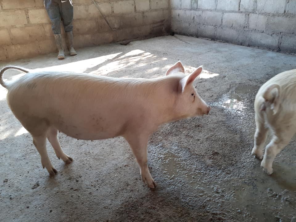 South African Large white pigs and piglets supplier