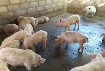 Order Large white pigs and piglets online