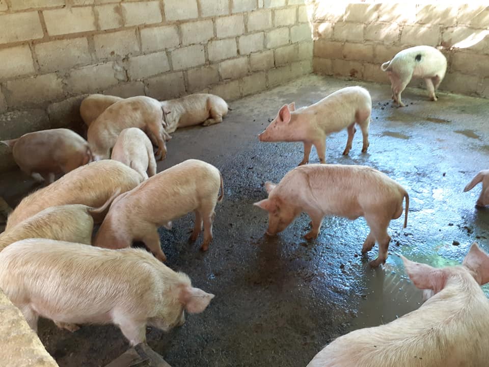 Order Large white pigs and piglets online