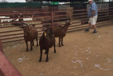 Boer and Kalahari goats for sale