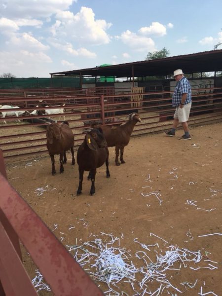 Boer and Kalahari goats for sale