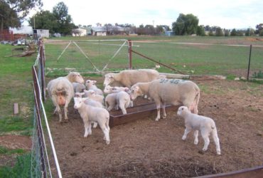 Merino sheep for sale whatsapp +27631521991