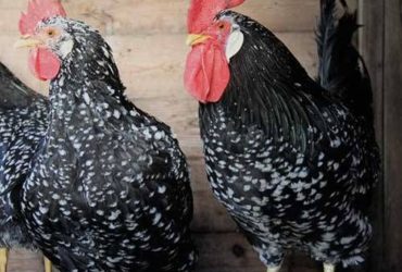 Ancona chickens for sale whatsapp +27631521991