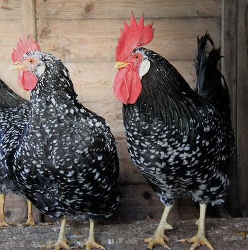 Ancona chickens for sale whatsapp +27631521991