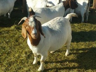 Boer goats for sale whatsapp +27631521991