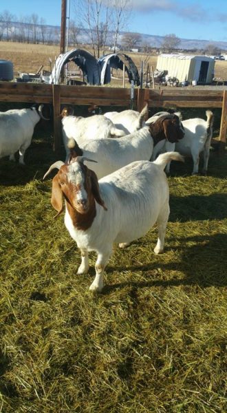 Boer goats for sale whatsapp +27631521991 - National CSA Directory