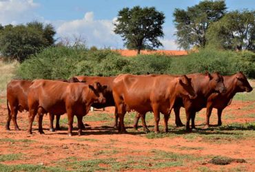 Bonsmara cow for sale whatsapp +27631521991