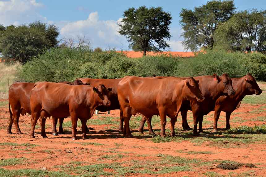 Bonsmara cow for sale whatsapp +27631521991