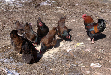 Barnevelder chicken for sale whatsapp +27631521991