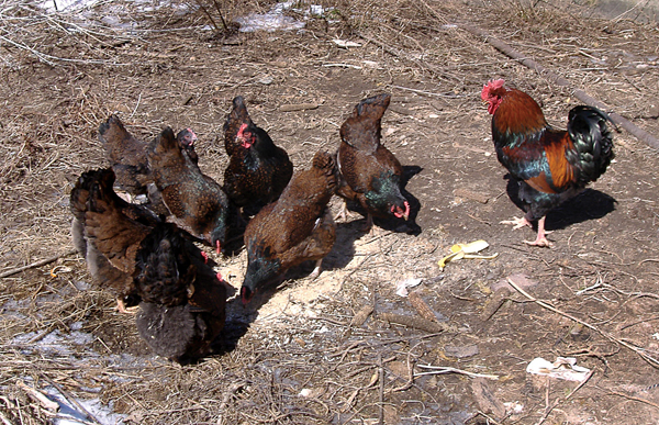 Barnevelder chicken for sale whatsapp +27631521991