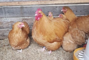 Buff Orpington chickens for sale whatsapp +27631521991