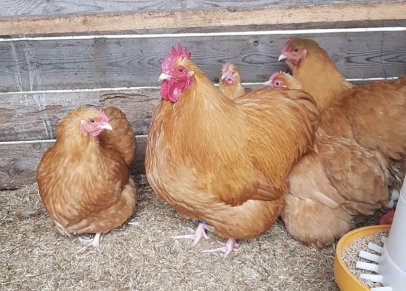 Buff Orpington chickens for sale whatsapp +27631521991