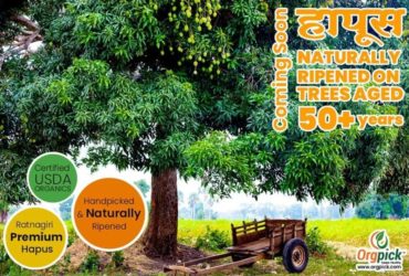 Buy Fresh Organic Alphonso Mango