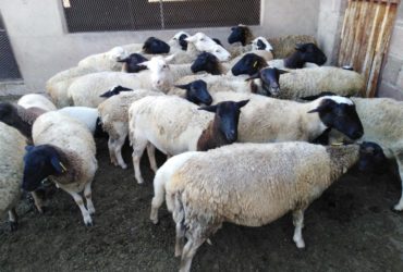 Dorper Sheep for sale whatsapp +27631521991