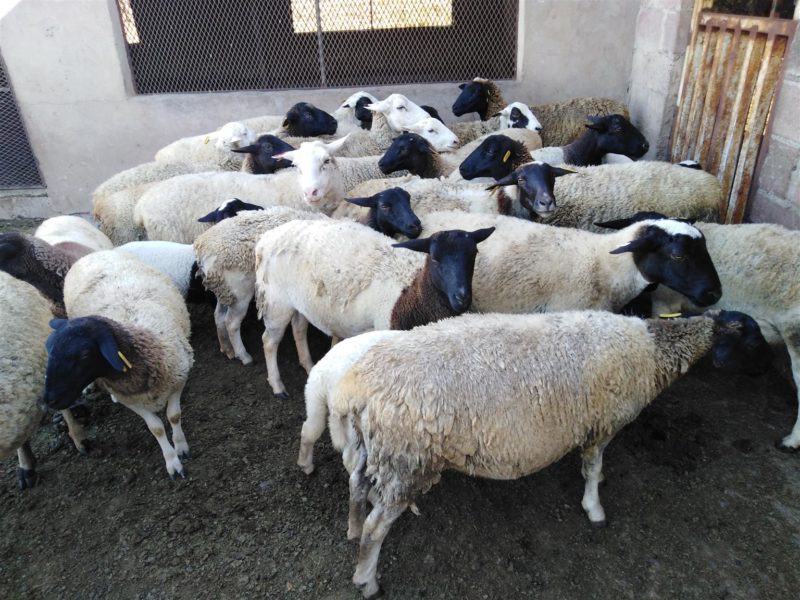 Dorper Sheep for sale whatsapp +27631521991