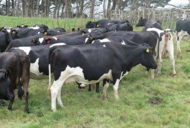 Friesian Cross Cows for sale whatsapp +27631521991