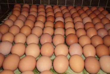 Fertile Chiken Eggs for sale whatsapp +27631521991