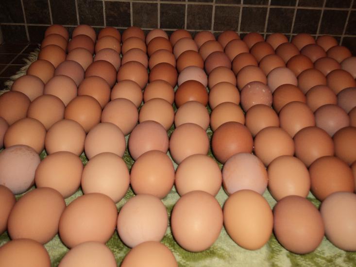 Fertile Chiken Eggs for sale whatsapp +27631521991