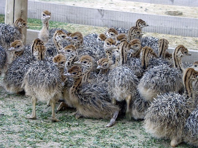 Fertile Ostrich Hatching Eggs for sale