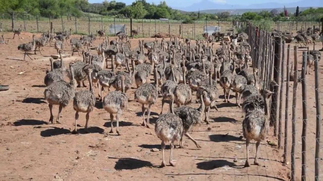 Fertile Ostrich Hatching Eggs for sale