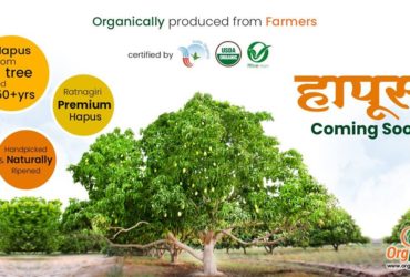 Buy Certified Organic Alphonso Mango Online