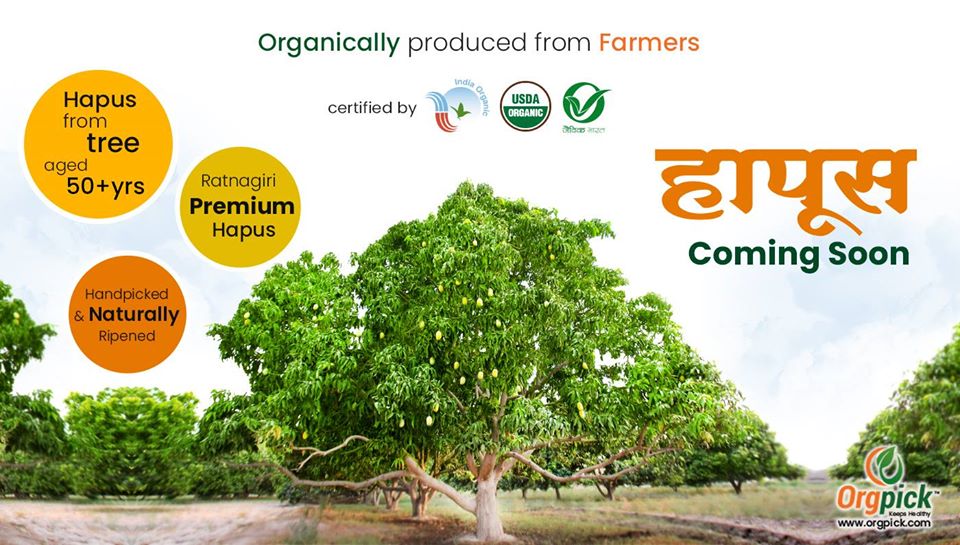 Buy Certified Organic Alphonso Mango Online
