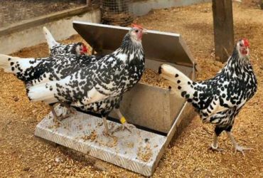 Hamburg chickens for sale whatsapp +27631521991