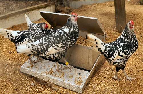 Hamburg chickens for sale whatsapp +27631521991