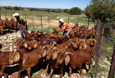 -Top quality Live Sheep, Goats and Cattle ( Steer, Cows & Calf). -All wights are available.