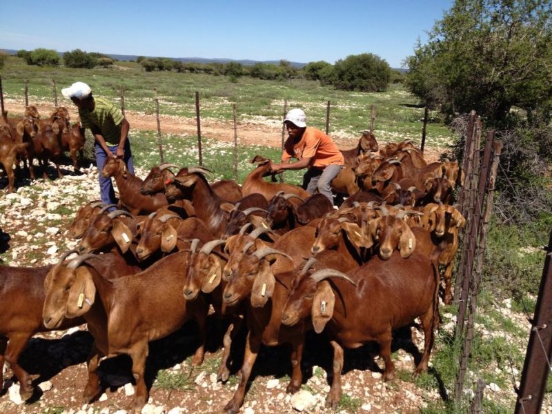 -Top quality Live Sheep, Goats and Cattle ( Steer, Cows & Calf). -All wights are available.