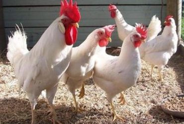 Leghorn chickens for sale whatsapp +27631521991