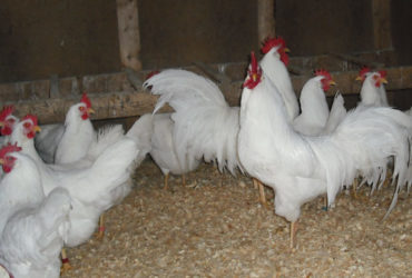 Plymouth Layers Rock chickens for sale whatsapp +27631521991