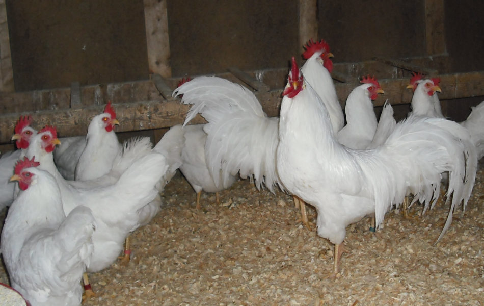 Plymouth Layers Rock chickens for sale whatsapp +27631521991