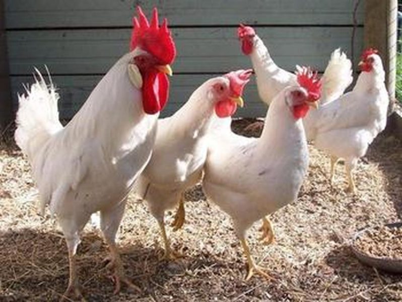 Leghorn chickens for sale whatsapp +27631521991