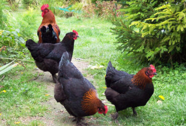 Marans chicken for sale +27631521991