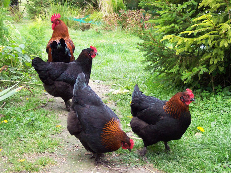 Marans chicken for sale +27631521991