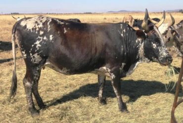 Nguni Cows for sale whatsapp +27631521991