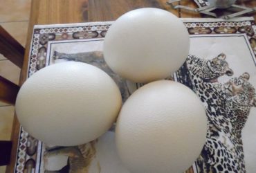 Ostrich Fertile Eggs for sale whatsapp +27631521991