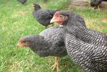 Plymouth Rock chickens for sale whatsapp +27631521991